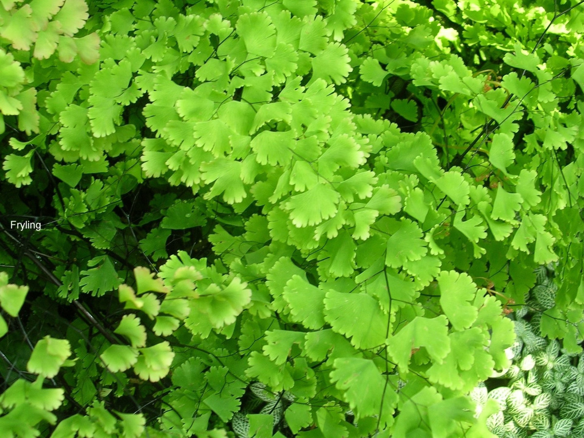 Bí quyết chăm sóc: ẩm nhưng không được đẫm nước. Tên Adiantum bắt nguồn từ tiếng Hy Lạp nghĩa là "không ướt", nhấn mạnh khả năng thoát nước của lá. Cây thích ẩm nhưng rất kỵ úng – tưới khi đất khô.