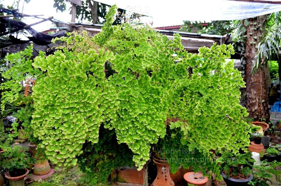 Những loài dương xỉ nổi bật nhất. Trong số nhiều loài, nổi bật có Adiantum tenerum – dương xỉ tóc tiên quạt và Adiantum raddianum – dương xỉ tóc thần vệ nữ. Cả hai đều được yêu thích trồng trong nhà.