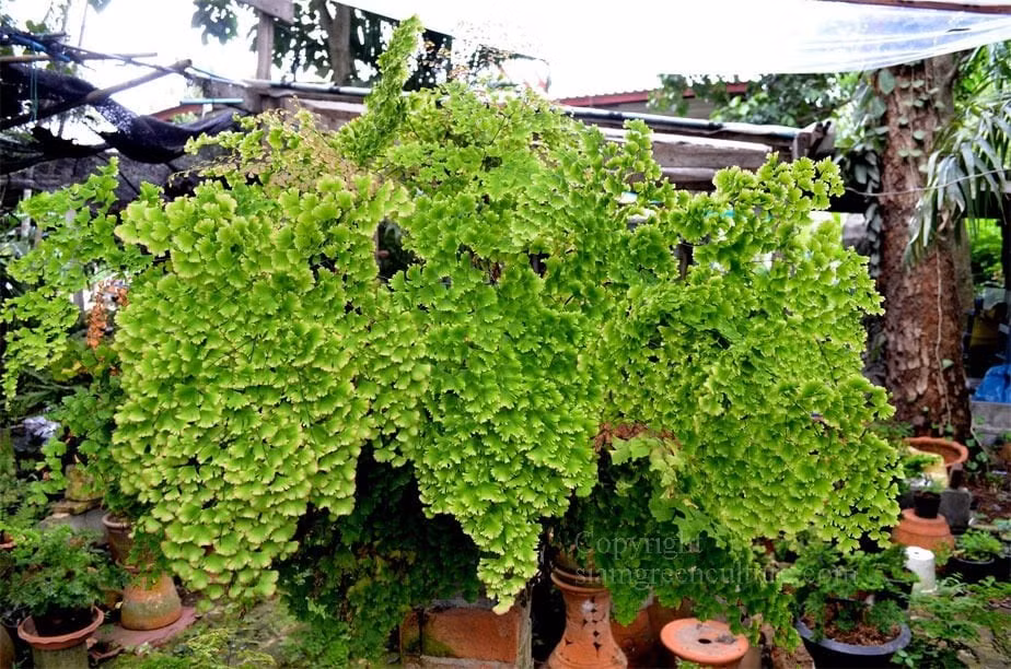 Những loài dương xỉ nổi bật nhất. Trong số nhiều loài, nổi bật có Adiantum tenerum – dương xỉ tóc tiên quạt và Adiantum raddianum – dương xỉ tóc thần vệ nữ. Cả hai đều được yêu thích trồng trong nhà.