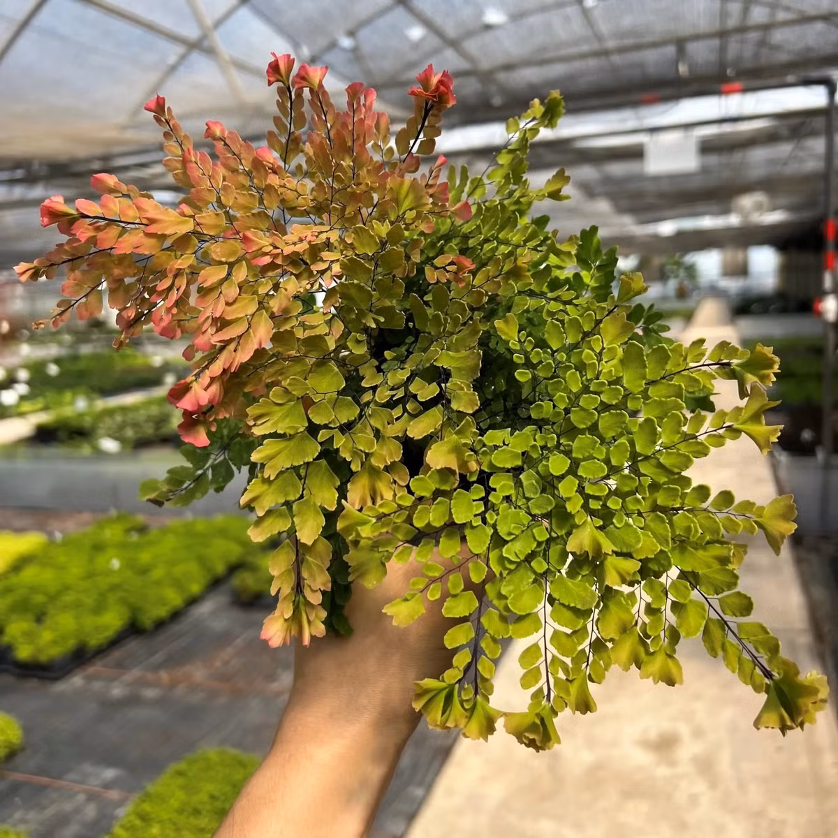 Cây sống lâu, phát triển chậm và bền bỉ. Loài cây này mất tới 3 năm để đạt kích thước trưởng thành và có thể sống đến 15 năm, là điểm nhấn hoàn hảo cho góc râm mát trong nhà hay ngoài vườn.