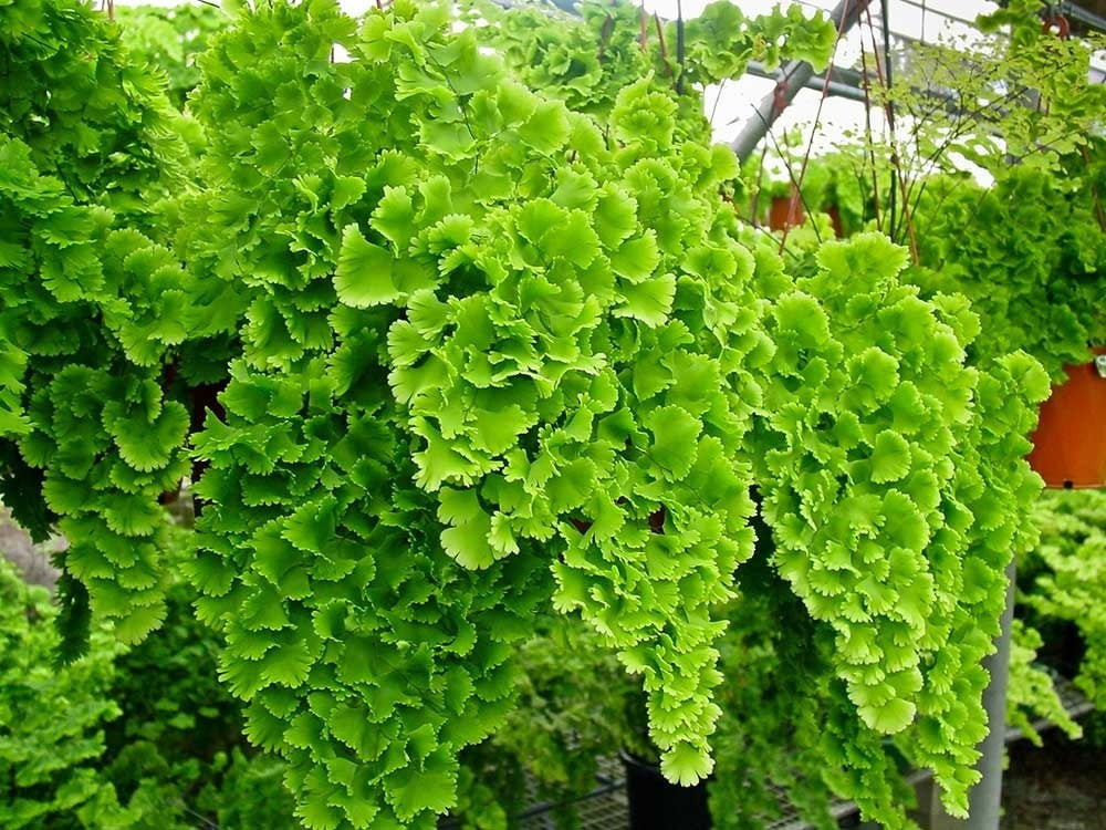 Vẻ đẹp mềm mại và trong trẻo. Cây thường mọc ở rìa rừng, khe đá râm mát. Tán lá hình quạt, kết cấu mỏng, màu xanh tươi như lụa khiến không gian sống trở nên nhẹ nhàng, thanh thoát.