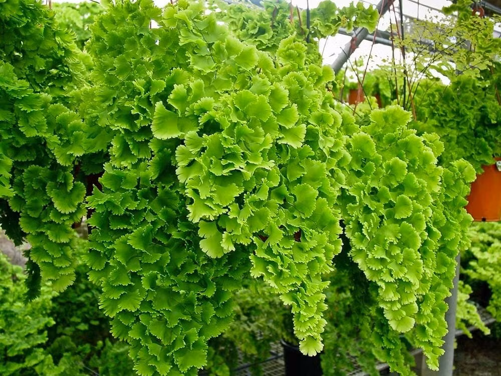 Vẻ đẹp mềm mại và trong trẻo. Cây thường mọc ở rìa rừng, khe đá râm mát. Tán lá hình quạt, kết cấu mỏng, màu xanh tươi như lụa khiến không gian sống trở nên nhẹ nhàng, thanh thoát.