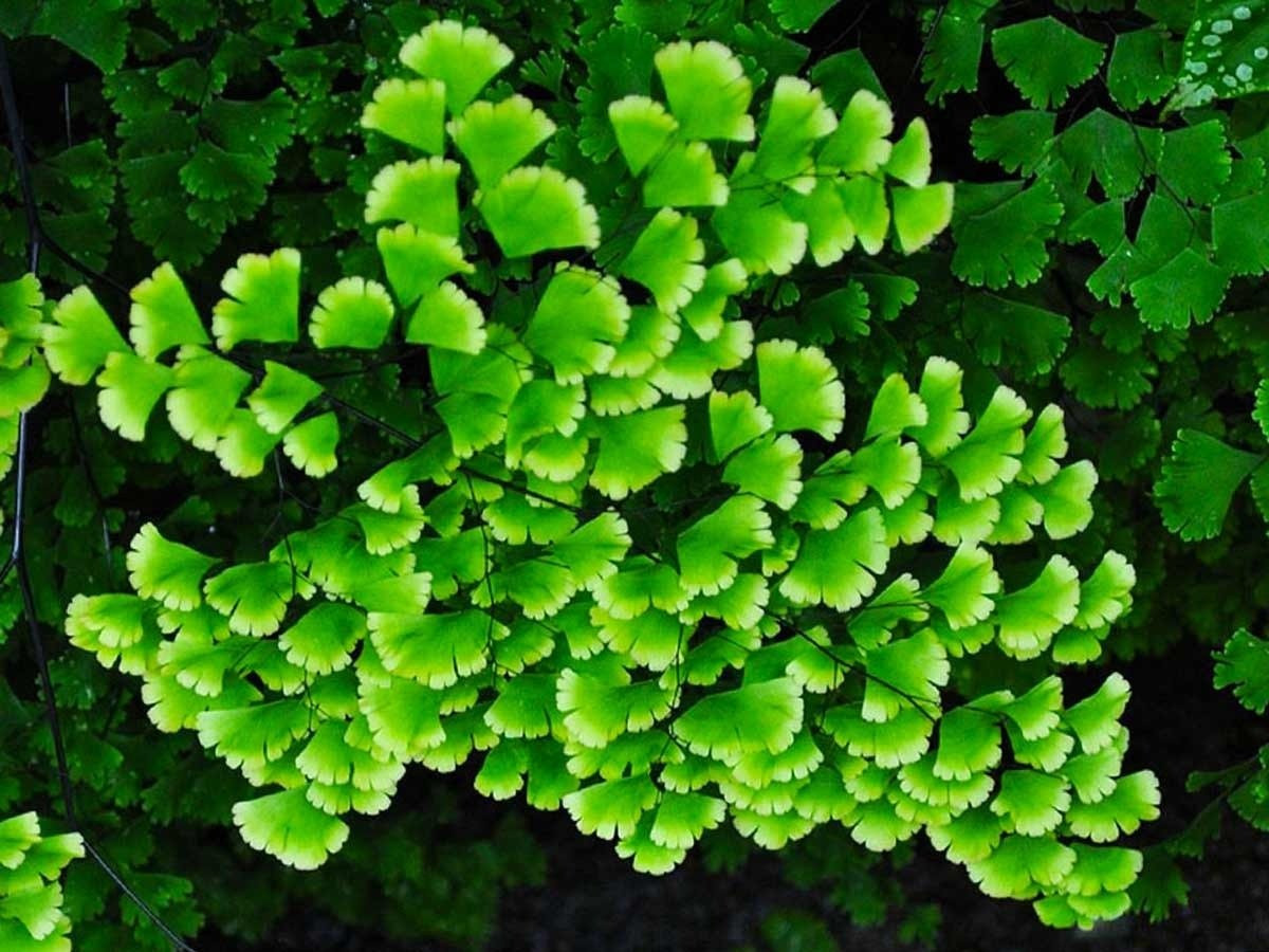 Mái tóc thiên thần giữa vườn nhà. Dương xỉ tóc tiên – maidenhair fern, có tên khoa học là Adiantum, là loài cây cảnh nổi tiếng với vẻ ngoài mong manh như tơ và màu xanh dịu mắt quanh năm.