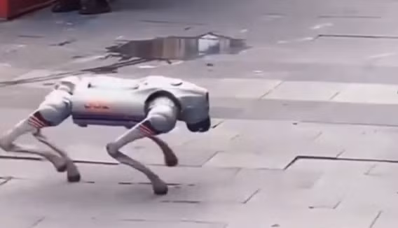 Nó không gầm gừ, không vẫy đuôi, cũng không sợ hãi trước sự gây hấn.(Ảnh cắt từ clip)