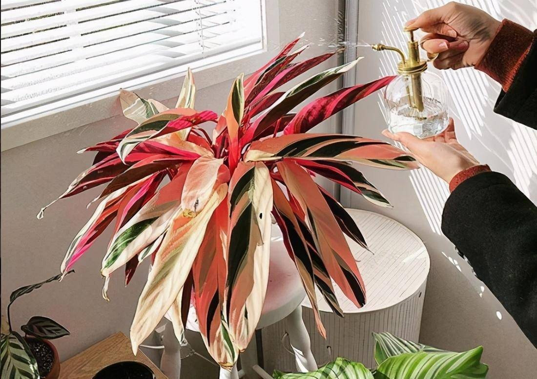 Trầu bà dễ sống, nhưng đã quá quen thuộc và nhàm chán: Cây trầu bà thường được chọn vì dễ chăm, sống dai, lọc không khí tốt. Nhưng màu xanh đơn điệu của nó đôi khi khiến ta… quên mất sự hiện diện.