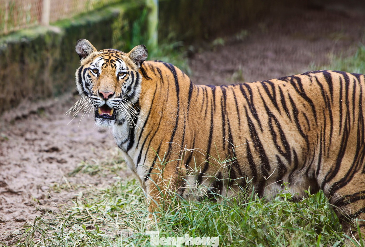 Ông Trịnh Đình Bạch (người quản lý, chăm sóc đàn hổ) cho biết, từ khi nuôi nhốt đến nay đã có 6 cá thể hổ bị chết. Trang trại hiện còn lại 9 con, trong đó có 3 con cái, với trọng lượng trung bình 1,8 tạ/con, cá thể lớn nhất gần 3 tạ. Sức khỏe đàn hổ hiện rất tốt, được nuôi nhốt bán hoang dã.