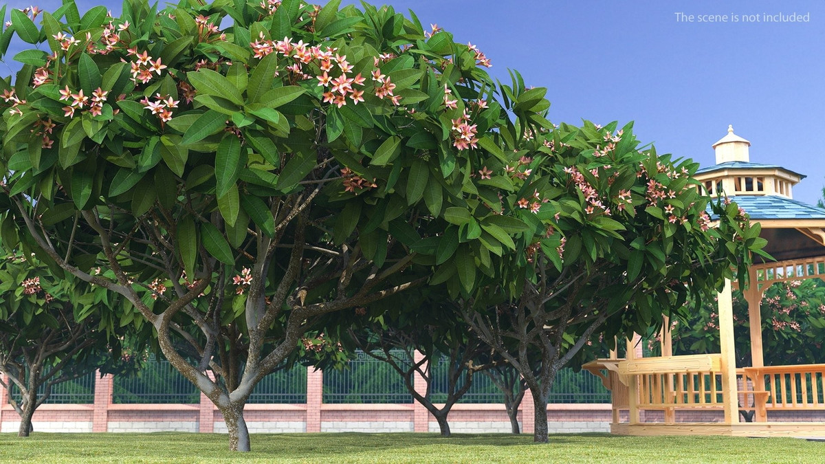 6. Hoa sứ: Đèn lồng mùa hè, thanh lọc khí nóng. Hoa sứ thơm dịu, hình dáng đẹp như chiếc đèn lồng, là “yêu tinh mùa hè” giúp giải nhiệt, làm mát phổi, trị cảm nắng và đờm ho. Hoa phơi khô có thể dùng làm thuốc.