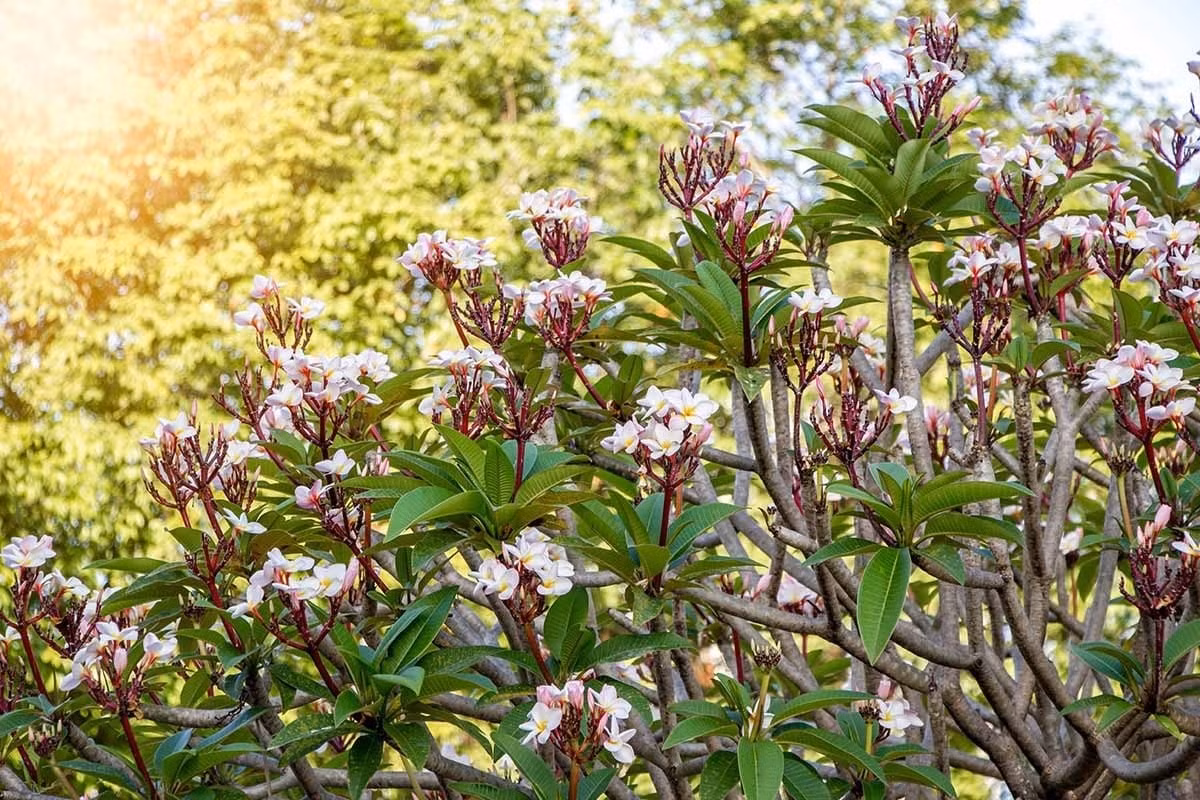 Về mặt phong thủy, cây đại (hoa sứ) tượng trưng cho may mắn, sức sống và sự trường thọ. Trồng trước nhà giúp trấn tà, hút tài khí và mang lại vượng khí cho gia chủ.