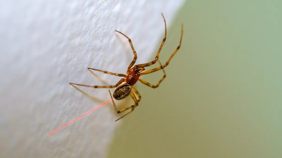 Đây là lần đầu tiên trên thế giới, loài nhện nhà được biến đổi gene để tạo ra tơ nhện phát sáng, đánh dấu bước ngoặt trong nghiên cứu vật liệu sinh học.(Ảnh: Thanh niên Việt)