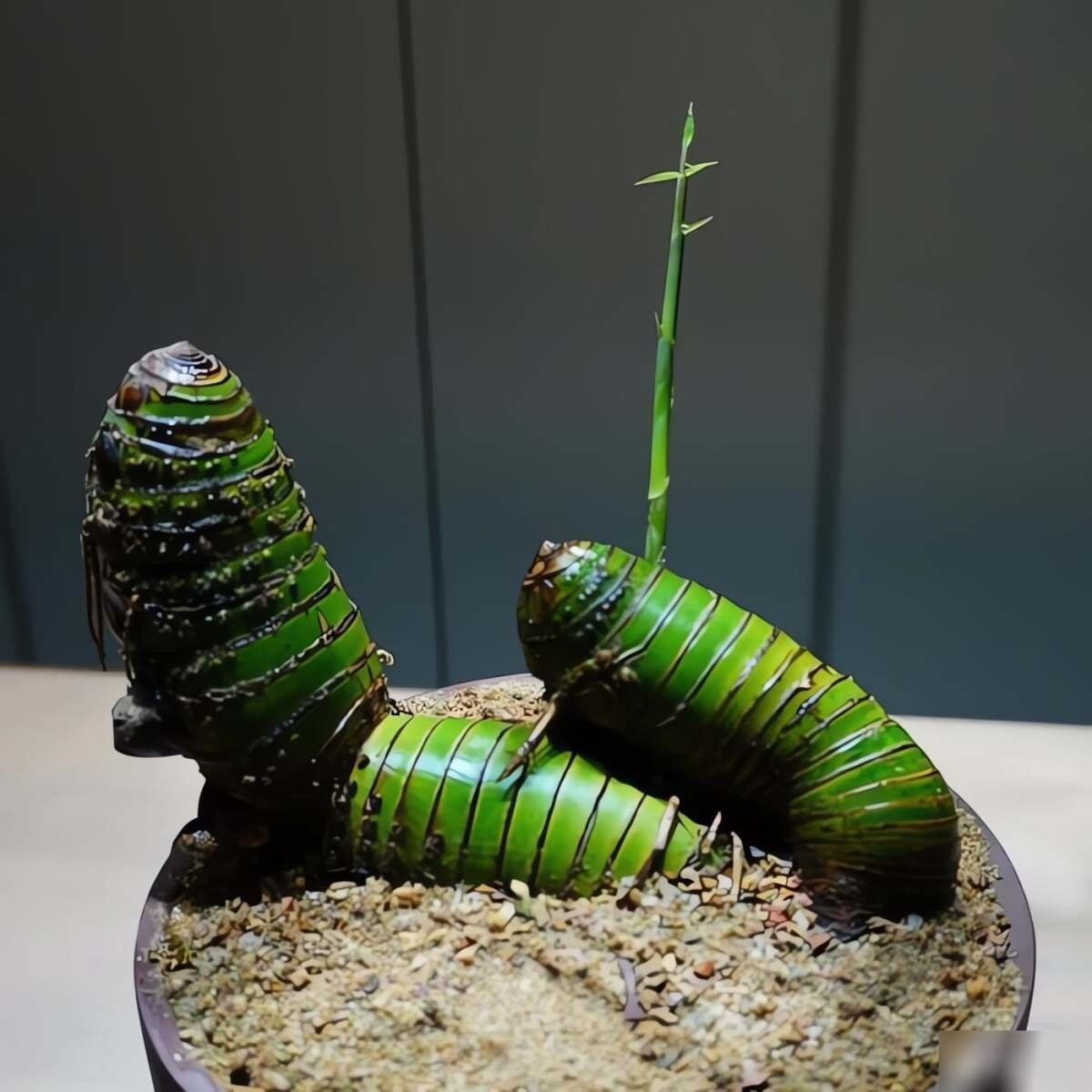 Chỉ một gốc tre tưởng chừng vô giá trị cũng có thể hóa thành cây bonsai thanh lịch. Với chút kiên nhẫn và hiểu cách chăm sóc, bất kỳ ai cũng có thể tạo ra một “báu vật xanh” trong ngôi nhà của mình.