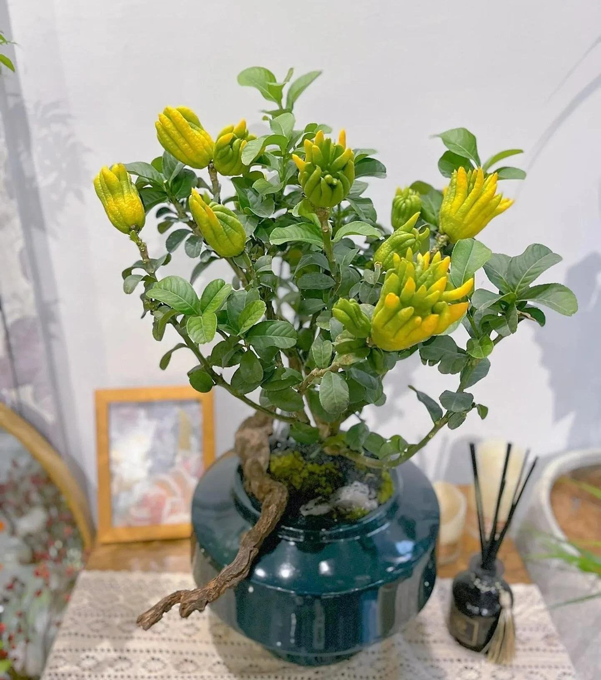 1. Phật thủ – Cây cảnh đẹp và là "báu vật" Đông y. Phật thủ gây ấn tượng bởi quả vàng óng giống bàn tay Đức Phật, vừa mang tính thẩm mỹ cao, vừa tạo cảm giác thanh tịnh cho không gian sống.