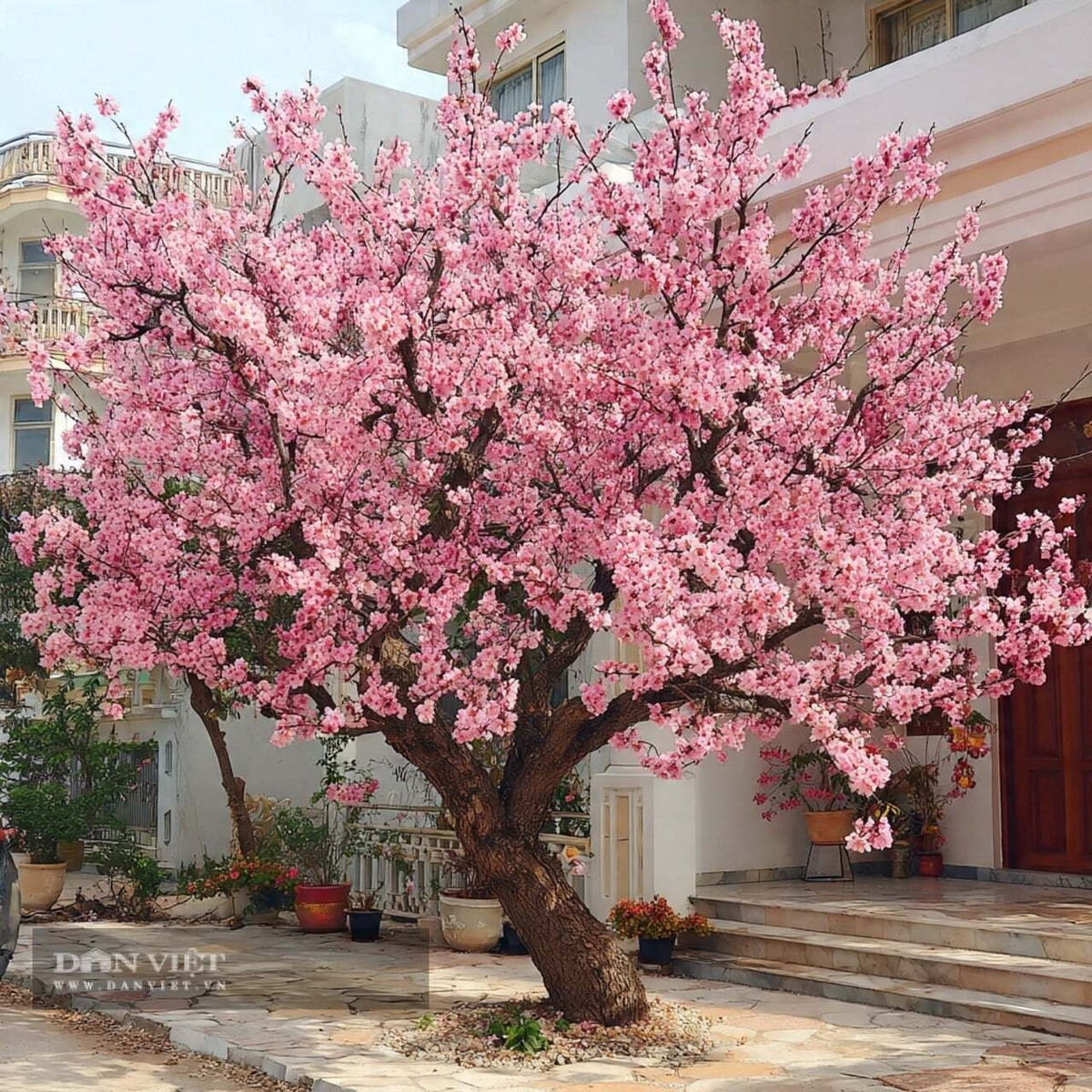 Người xưa còn cho rằng cây đào có thể thu hút ân nhân và giúp thăng tiến trong sự nghiệp.