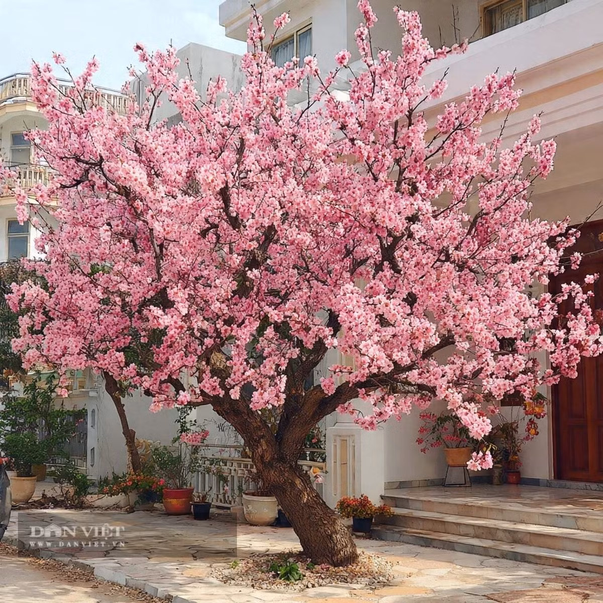 Người xưa còn cho rằng cây đào có thể thu hút ân nhân và giúp thăng tiến trong sự nghiệp.