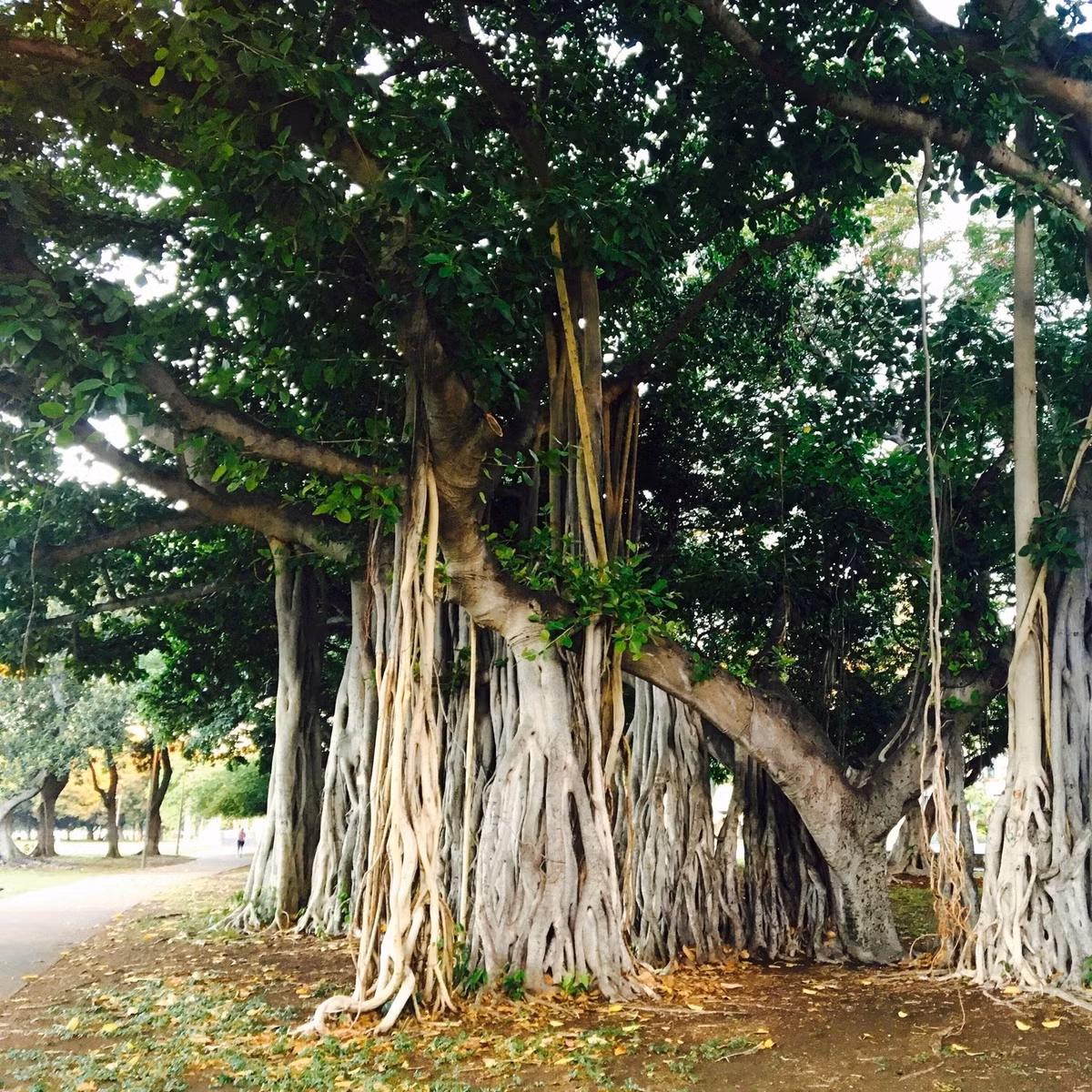Vì vậy, dù linh thiêng và có tuổi thọ cao, người xưa dặn không nên trồng cây đa trong sân, nhất là gần cửa chính – nơi đón vận khí của ngôi nhà.