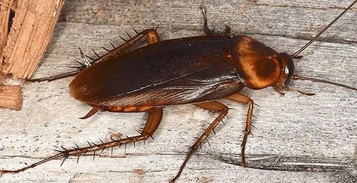 Gián. Gián ăn tạp, sinh sản nhanh và chịu đựng đói khát cùng liều bức xạ cao hơn con người; chúng có thể sống vài tuần sau khi mất đầu nhờ hệ hô hấp phân tán.