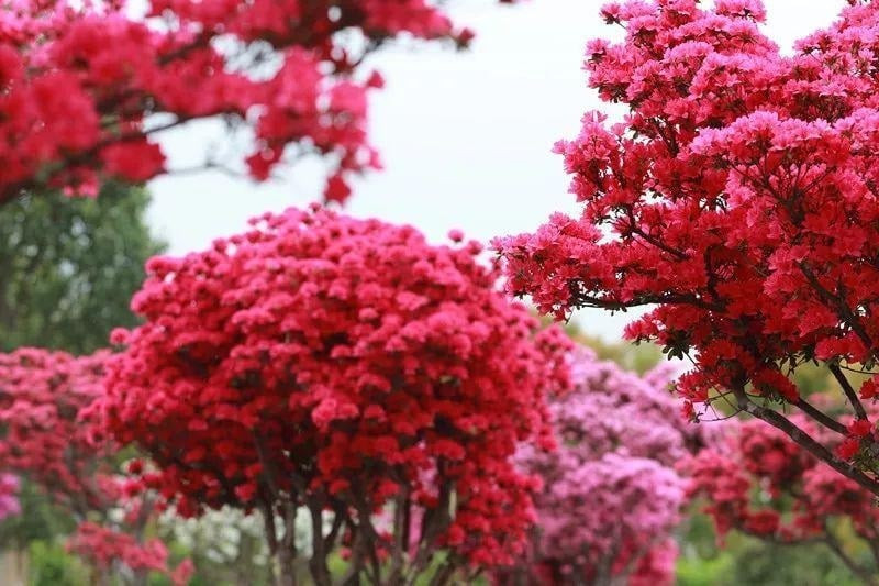 Phong thủy đánh giá cao cây đỗ quyên nhờ khả năng xua đuổi vận xui, thu hút may mắn. Màu hoa rực rỡ tạo không gian hân hoan, gắn kết các thành viên trong gia đình, tượng trưng cho niềm vui và sự sung túc.