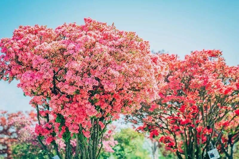7. Đỗ quyên: Sắc màu thịnh vượng, biểu tượng sum vầy. Đỗ quyên có hoa nhiều màu sắc rực rỡ, nở rộ như đám mây mùa xuân. Lá, hoa, rễ đều có công dụng chữa bệnh – từ thanh nhiệt, giảm ho, cầm máu đến điều hòa khí huyết.