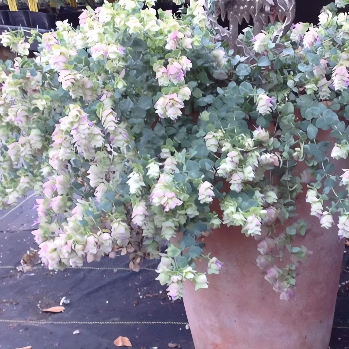 Điều kỳ diệu là màu lá bắc thay đổi theo ánh sáng và nhiệt độ: hồng rực dưới nắng gắt, xanh ngọc lam khi thiếu sáng, đẹp mê hoặc suốt bốn mùa.