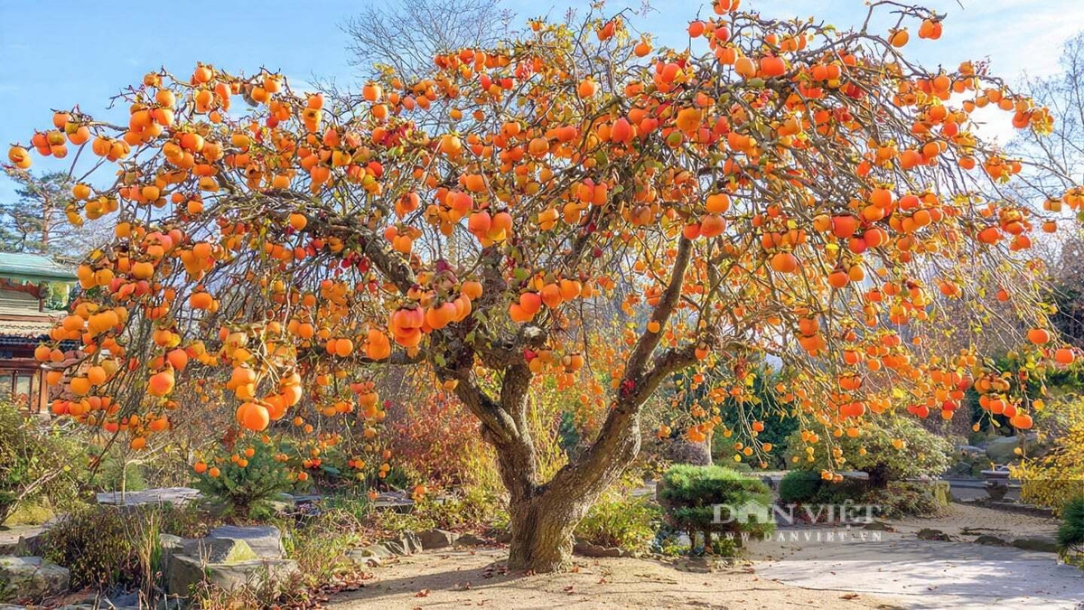 Nhiều người xưa tin rằng việc có một cây hồng trong nhà sẽ mang lại may mắn trong quan trường