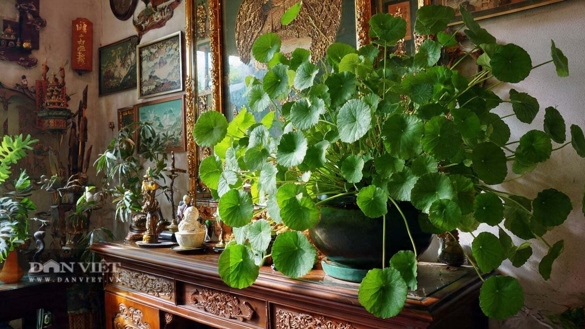 4. Cỏ đồng xu (cỏ đồng tiền): Cỏ đồng xu gây ấn tượng với những chiếc lá tròn xinh như đồng tiền nhỏ, mang vẻ đẹp giản dị nhưng đầy ý nghĩa. Cây có thể trồng trong đất hoặc thủy canh, rất linh hoạt.