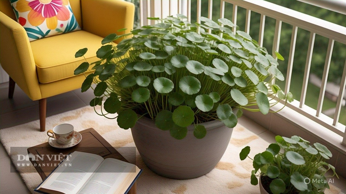 4. Cỏ đồng tiền – Xanh mướt dễ thương nhưng chiếm chỗ và khó kiểm soát. Cỏ đồng tiền từng là biểu tượng của sự thịnh vượng và dễ nuôi. Những chậu thủy canh xinh xắn, lá xanh tròn như những đồng xu nhỏ khiến nhiều người nghĩ đây là loài “cây lười trồng” – cứ để đó là sẽ sống.