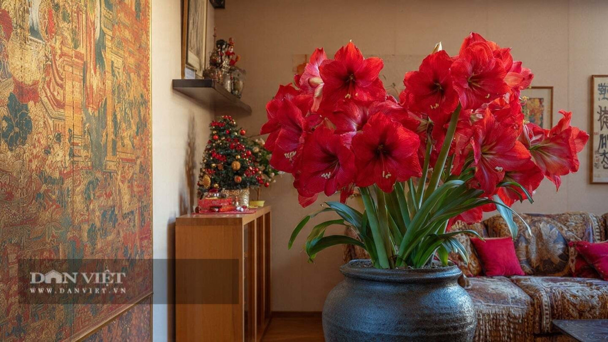 Cây cảnh mang lại cảm giác vui tươi và lễ hội