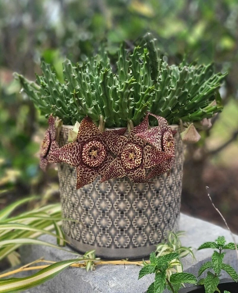 Hoa thường nở cuối hè hoặc thu, đường kính tới 8 cm. Khi kết quả, quả dài giống chiếc sừng, chứa hạt kèm lông tơ bay theo gió.