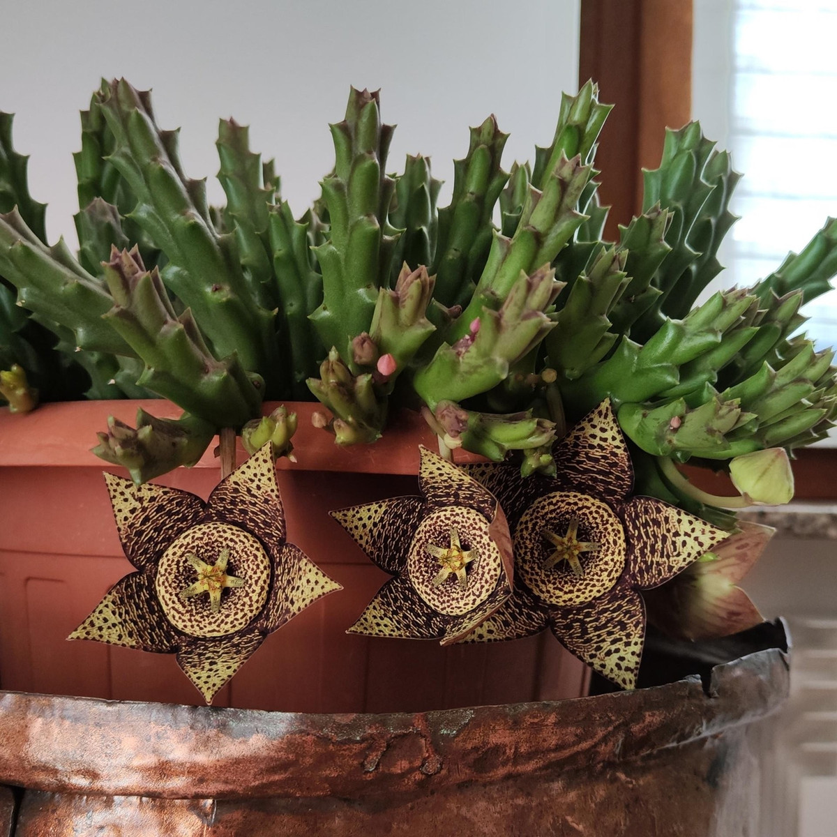 Xương rồng sao biển vừa đẹp vừa ghê rợn, khiến người chơi cảnh hoặc si mê đến cuồng nhiệt, hoặc sợ hãi mà tránh xa. Bạn có dám thử thách khứu giác không?