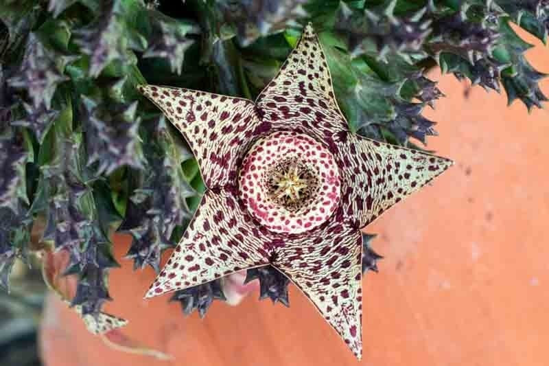 Điều kỳ lạ là hoa mỏng manh trông như giả, giống đồ chơi nhựa hoặc tác phẩm nghệ thuật được chế tác tỉ mỉ.