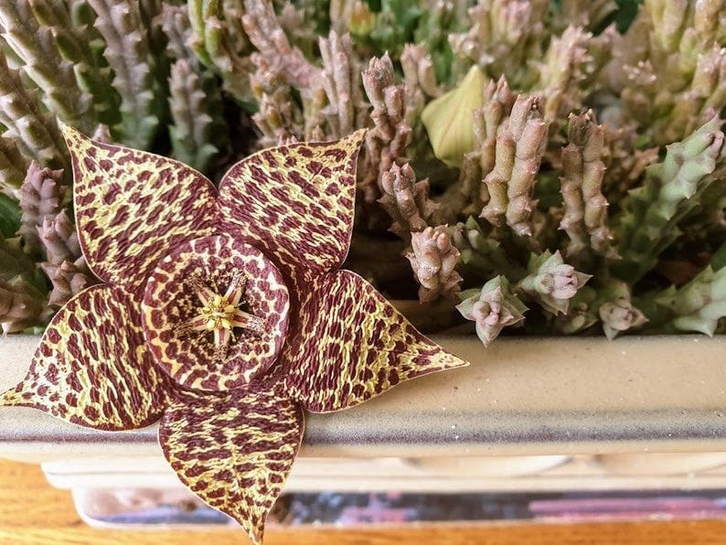 Loài cây này dễ trồng, ưa nắng, chịu hạn tốt. Đất cần thoáng khí, khô ráo. Chỉ cần “tưới khi đất khô”, rất phù hợp với người bận rộn.