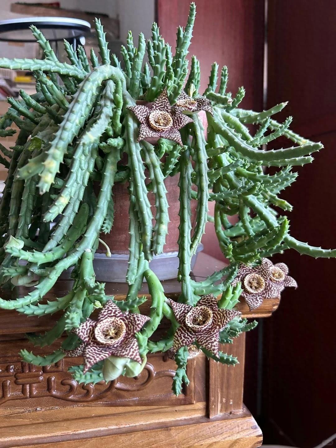 Cây cảnh xương rồng sao biển (Stapelia variegata – Orbea variegata) là loài mọng nước độc đáo, nổi bật bởi vẻ đẹp thiên thần nhưng lại tỏa mùi xác chết khi ra hoa.