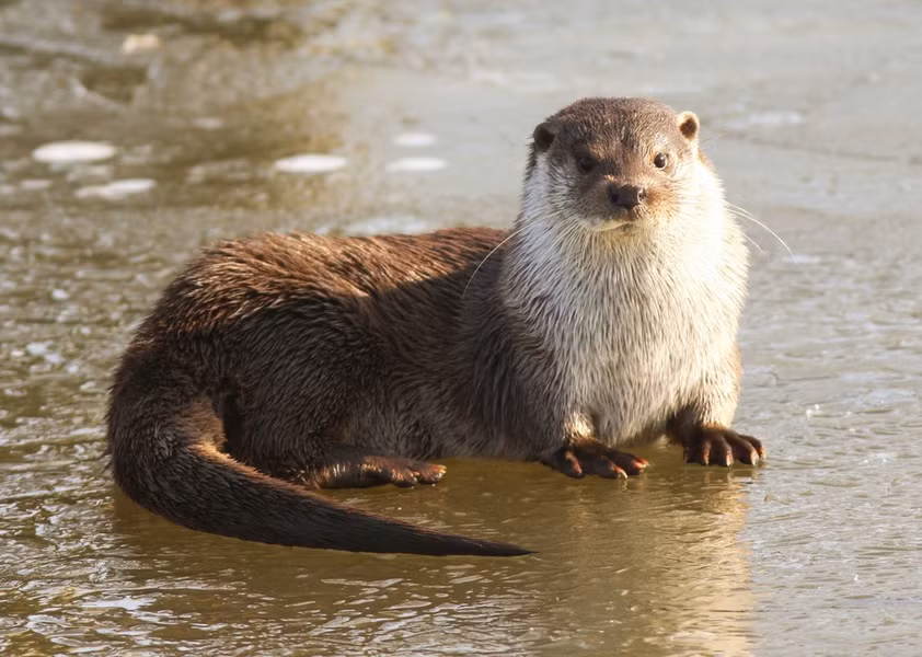 Rái cá thường (lutra lutra) dài 50 - 90 cm được ghi nhận khắp lục địa Á - Âu. Loài rái cá này phát triển mạnh ở các sinh cảnh sông cũng như ven biển, chỉ cần có nguồn nước để uống và tắm.