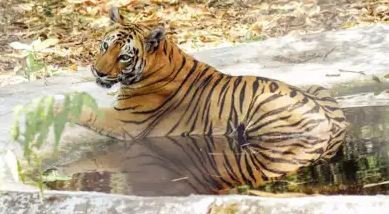 Không may mắn như hai người nông dân kia, kiểm lâm Devendra Chaudhary đã bị hổ dữ vồ tử vong tại Khu bảo tồn Ranthambore tại bang Rajasthan (Ấn Độ) hôm 11/5.