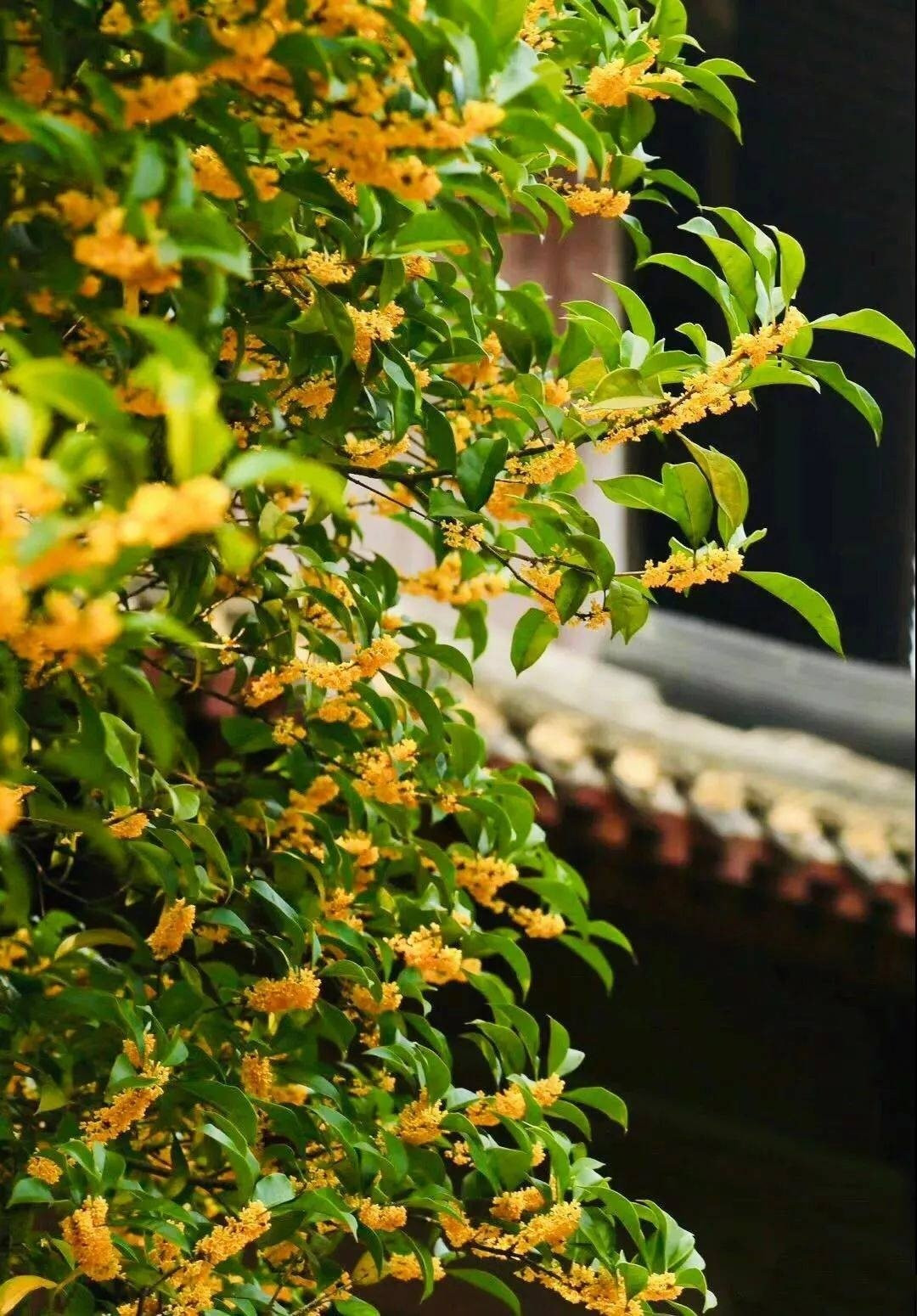 Hương thơm dịu nhẹ của hoa mộc lan tỏa khắp sân vườn, không chỉ thư giãn tinh thần mà còn được xem là “bùa hộ mệnh” thu hút phúc khí, tài lộc.