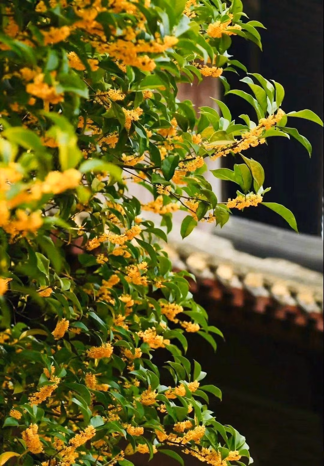 Hương thơm dịu nhẹ của hoa mộc lan tỏa khắp sân vườn, không chỉ thư giãn tinh thần mà còn được xem là “bùa hộ mệnh” thu hút phúc khí, tài lộc.