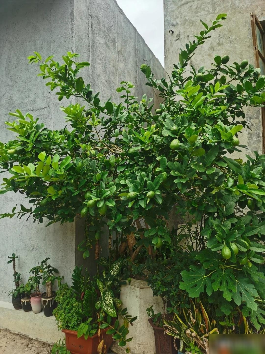 View - Trồng cây chanh trong nhà đúng vị trí hút lộc, tài lộc ùn ùn đến | Báo Tri thức và Cuộc sống - TIN TỨC PHỔ BIẾN KIẾN THỨC 24H