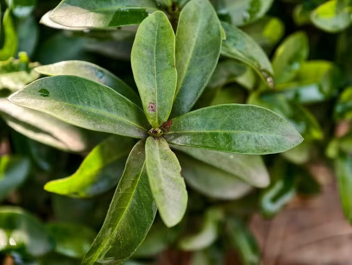 Trải nghiệm trên Xiaomi 14 Ultra và Vivo X300 Pro cho thấy telemacro mang lại hàng loạt bức ảnh macro ấn tượng.