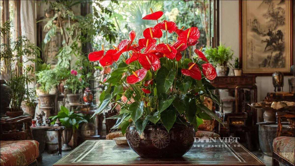 4. Hồng môn: Hồng môn nổi bật với những lá bắc đỏ tươi hình trái tim, bóng mượt như được phủ sơn. Sắc đỏ rực rỡ nổi bật giữa nền lá xanh đậm tạo nên vẻ đẹp sang trọng.