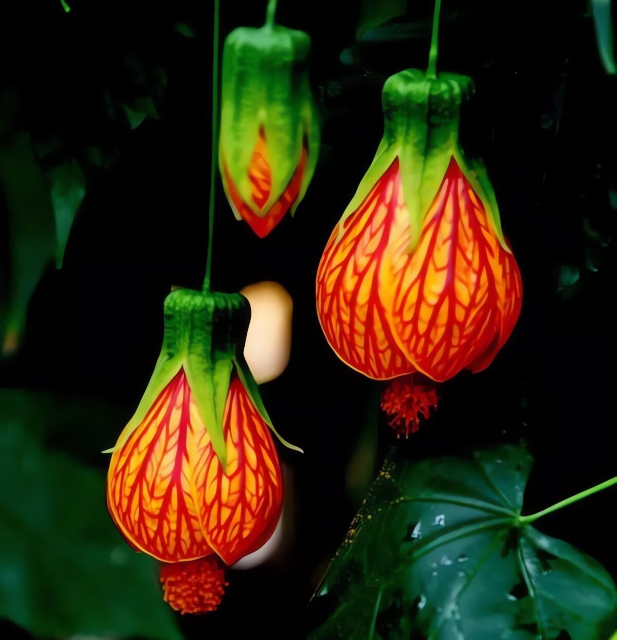 Mỗi cành có thể mang rất nhiều hoa, thậm chí hoa nhiều đến mức lấn át cả lá – một cảnh tượng lung linh như chùm đèn lồng thu nhỏ.