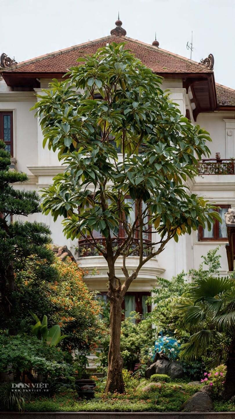 Gỗ trầm được mệnh danh là “vua của các loại gỗ” bởi hương thơm đặc biệt và giá trị kinh tế cao. Hương dịu nhẹ giúp thư giãn tinh thần, hỗ trợ giấc ngủ và được ứng dụng trong dược liệu, phong thủy.