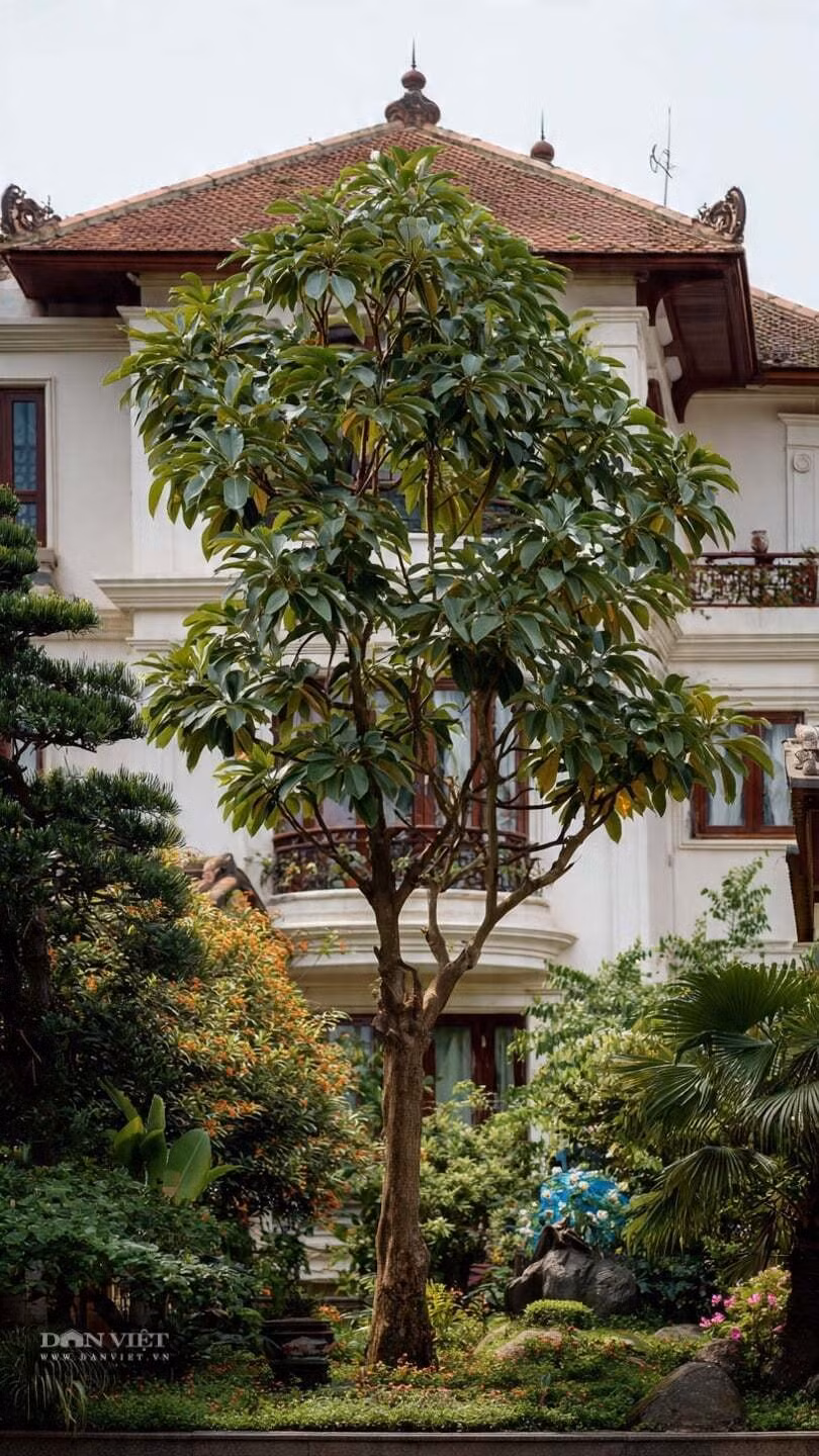 Gỗ trầm được mệnh danh là “vua của các loại gỗ” bởi hương thơm đặc biệt và giá trị kinh tế cao. Hương dịu nhẹ giúp thư giãn tinh thần, hỗ trợ giấc ngủ và được ứng dụng trong dược liệu, phong thủy.