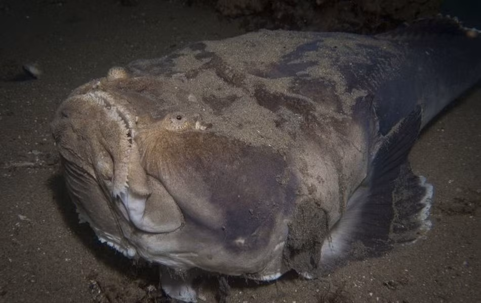 Cá Stargazer (hay còn gọi cá chiêm tinh hay cá sao Nhật) có thể biến đổi cơ mắt phóng ra một dòng điện gây sốc và làm bất động con mồi. Ngoài ra, chức năng này cũng giúp loài vật này chống lại những động vật ăn thịt lớn hơn nó.