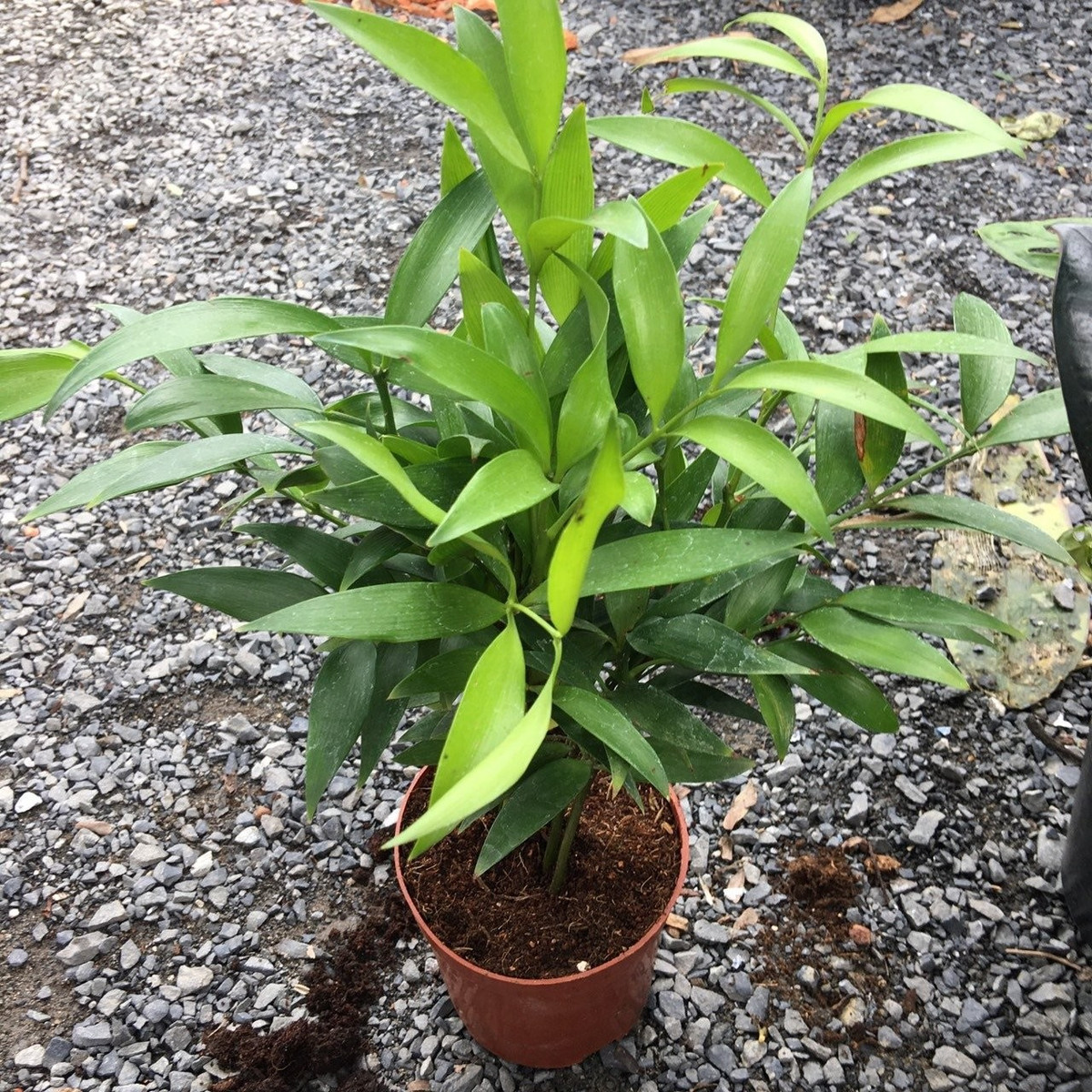 Người xưa có câu: “Gia đình nào có cây kim giao thì không bao giờ nghèo.”