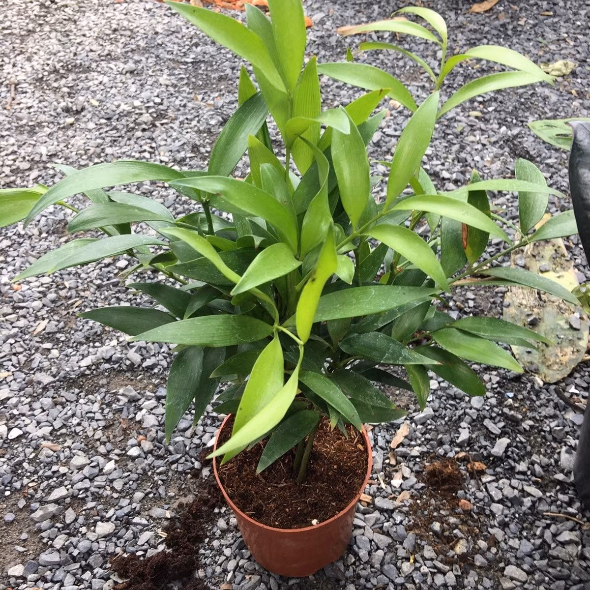 Người xưa có câu: “Gia đình nào có cây kim giao thì không bao giờ nghèo.”