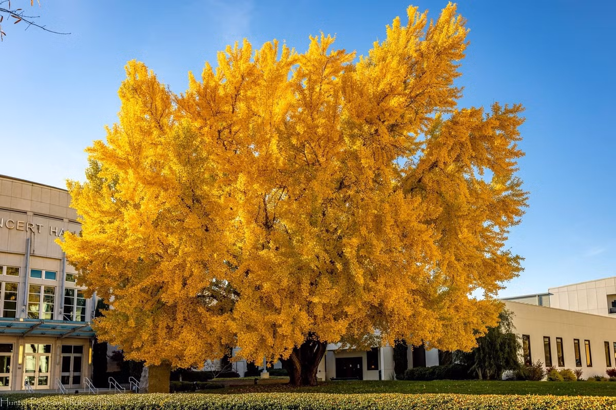 Mỗi mùa thu, lá bạch quả vàng rực rỡ, trở thành khung cảnh tuyệt đẹp khiến ai đi qua cũng phải dừng lại chiêm ngưỡng. Ở Trung Quốc hay Nhật Bản, những cây bạch quả cổ thụ đã trở thành biểu tượng văn hóa và du lịch.