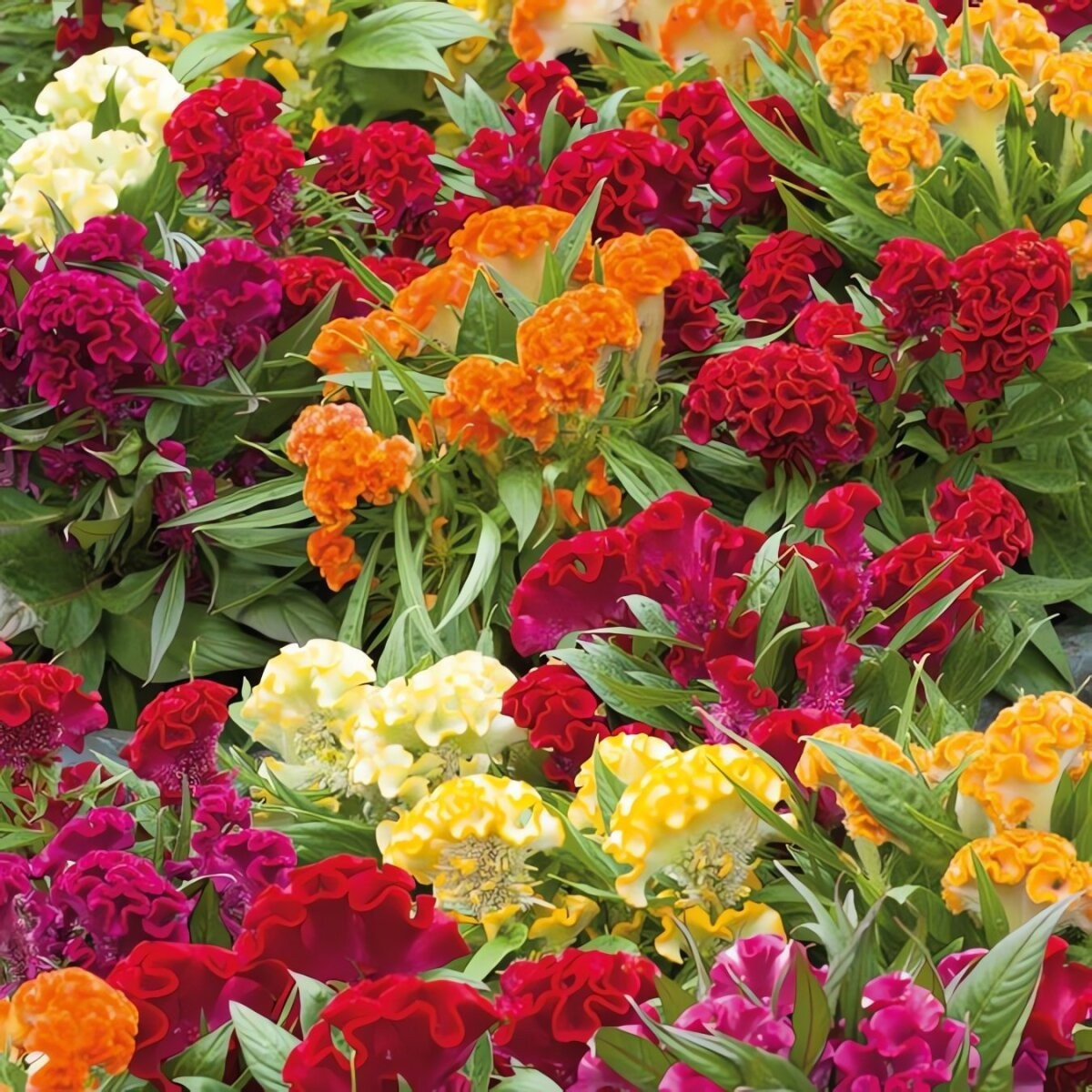 “Cỗ máy nở hoa” quanh năm: Ở vùng ấm, mào gà nở suốt cả năm. Loài hoa này gần như sinh ra chỉ để nở hoa – tỏa sắc rực rỡ, tô điểm vườn nhà hay ban công.