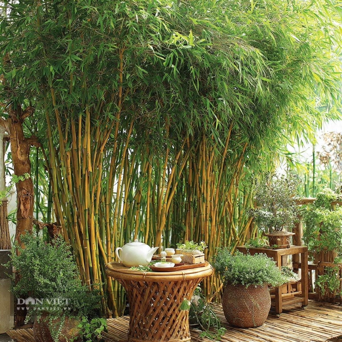 Tre trúc rất được người xưa coi trọng. từ xưa đã là loài hoa được các học giả và thi sĩ ưa chuộng.