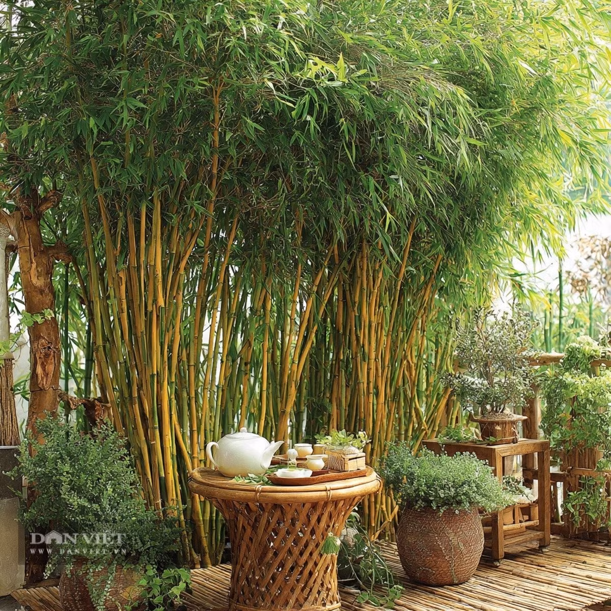 Tre trúc rất được người xưa coi trọng. từ xưa đã là loài hoa được các học giả và thi sĩ ưa chuộng.