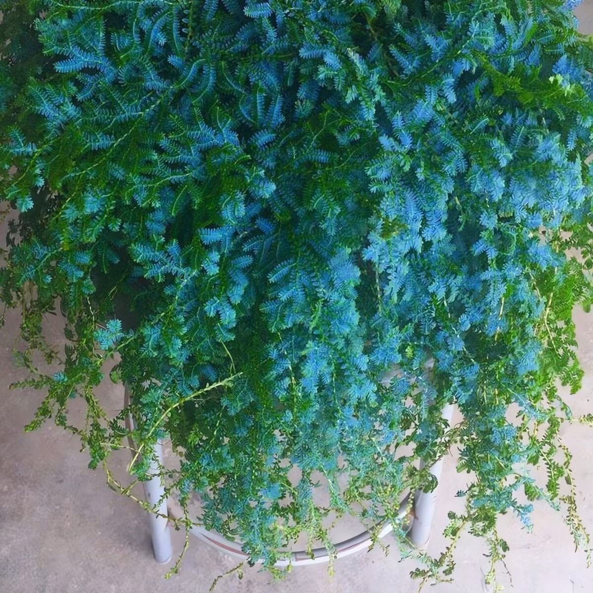 Cây cảnh treo lý tưởng: rủ như thác nước xanh: Cành rêu dài, buông rủ tự nhiên, có thể dài tới một mét. Treo lên cao, chúng tạo hiệu ứng ba chiều như suối chảy, cực kỳ sinh động.