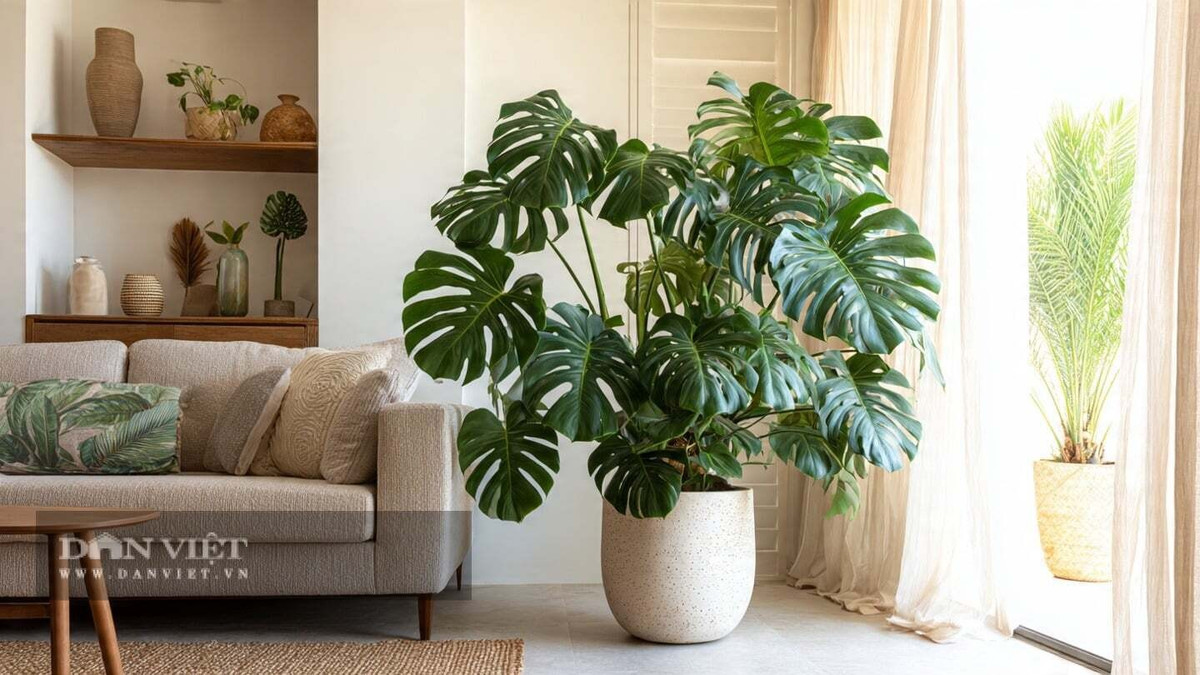 View - Cây cảnh đẹp 'gây mê', chiêu tài lộc... che chở gia đình | Báo Tri thức và Cuộc sống - TIN TỨC PHỔ BIẾN KIẾN THỨC 24H